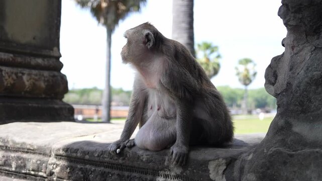 Female monkey sitting in Angkor Wat temple