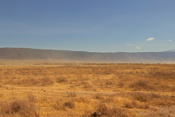 Fototapeta premium Ngorongoro Crater, Tanzania - September 23th 2025: Vast Herd on Dusty Plains