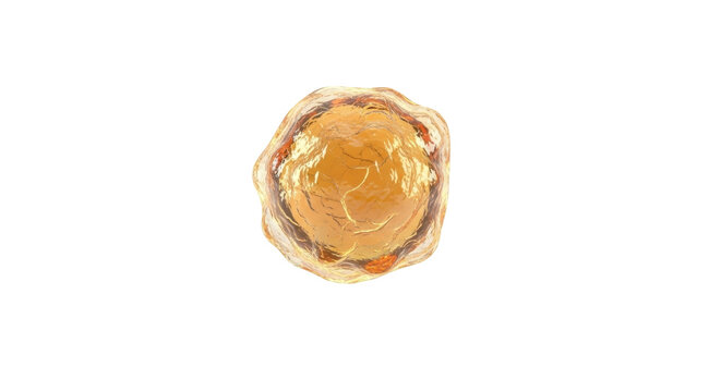 Fat cell, adipocyte close-up