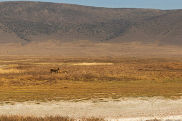 Obraz premium Ngorongoro Crater, Tanzania - September 23th 2025: Lions and Zebras in the Arid Savanna