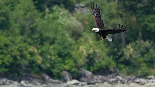 flying bald eagle drops fish midair