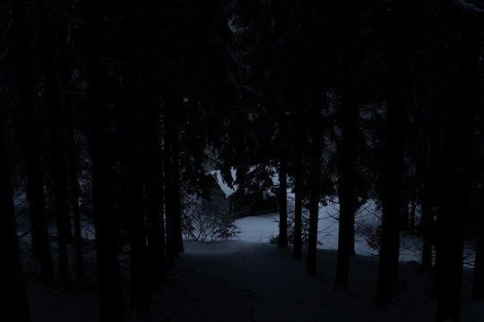 Snow day in forest evening mood