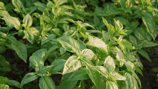 Green basil plant growing in home garden. Fresh leaves of Genovese herb. Quality medicine, cooking spices. Also known as Holy Tulsi.
