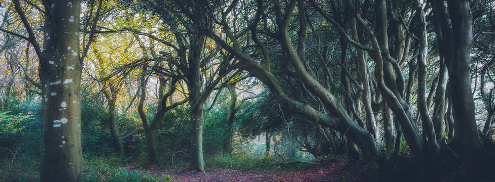 autumn woodland at Idless cornwall uk 