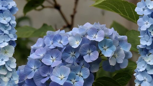 A Lush Floral Boundary Composed of Vibrant Blue Hydrangea Blooms in an Extreme Close-Up Shot