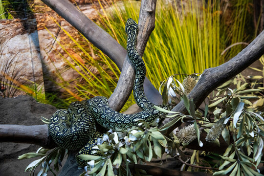 Diamond Python (Morelia spilota spilota)