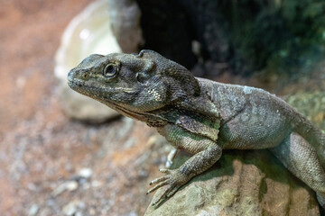 Fototapeta premium Frilled-neck Lizard (Chlamydosaurus kingii)