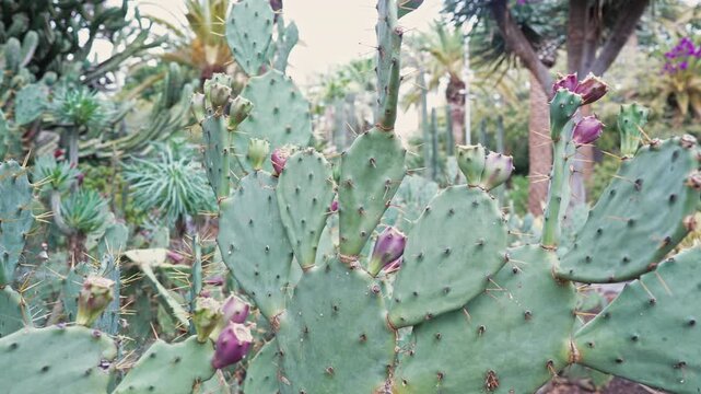 View of opuntia cactus pads covered with sharp spines growing in natural habitat. Drought-resistant plant, arid climate vegetation, desert flora detail