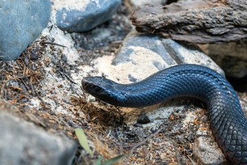 Fototapeta premium Red-bellied Black Snake (Pseudechis porphyriacus)