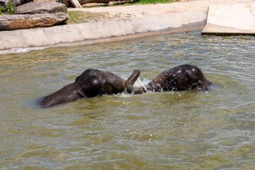 Naklejka premium Two Asian Elephants (Elephas maximus)