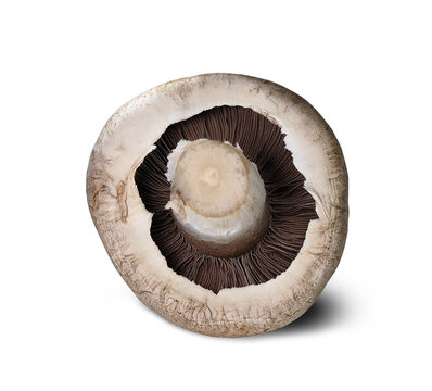 mushroom from the bottom with gills