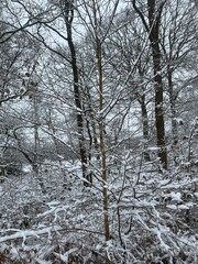 Fototapeta premium Close-up of snow-covered branches and frosted trees in winter