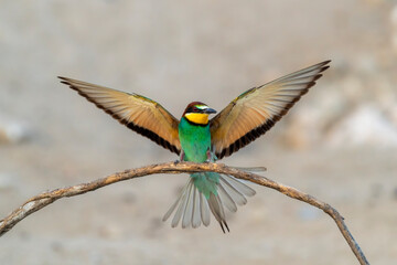 European Bee-eater Landing on a Branch with Wings Spread