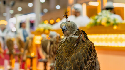 Close-Up View of Falcon with a Hood