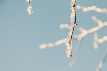 Snowflakes on a tree branch close-up. Low temperature, cold winter in Europe. Idyllic winter background  © Антонина Шатревич