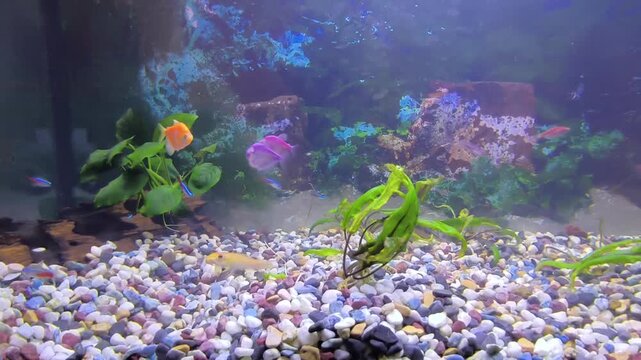 Colorful fish swim in a bright aquarium with lush green plants