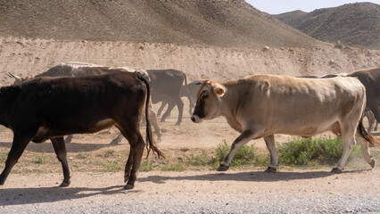 Farm animals in Kyrgyzstan