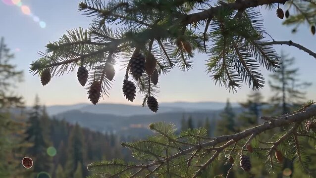 Festive Illustration of a Fir Tree Branch with a Pine Cone and its Mirror Image for Seasonal Celebrations