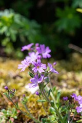 Close up of alpine balsam (erinus alpinus) flowers in bloom