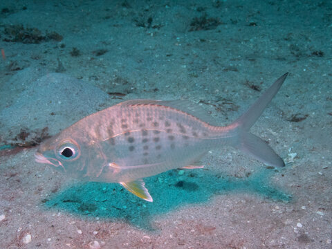 Yellowfin Mojarra