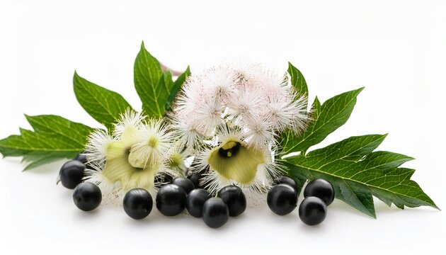 Atropa Belladonna Flowers And Black Berries Isolated On White Background