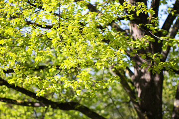 Obraz premium A spring park glows with fresh greenery.