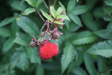 Rubus illecebrosus berries. Garden berries ripen among dense leaves. © pictures_for_you