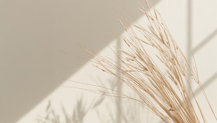 Obraz premium Dried Grass Arranged in a Simple Display Against a Light Wall With Shadows in a Bright Room