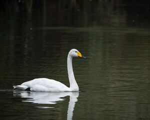 Naklejka premium Wildlife photograph of a whooper swan gliding gracefully across calm freshwater with soft reflections on the water surface. The white plumage and distinctive yellow and black bill stand out against