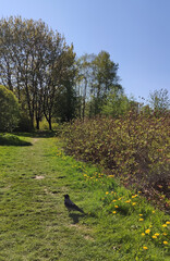 A peaceful spring park invites walking and outdoor enjoyment.