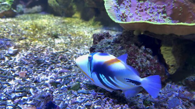 Picasso triggerfish swimming in front of coral reef, static shot, 4K