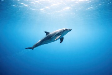 Dolphin Swims Gracefully Under Clear Blue Water in an Ocean Environment, Showcasing Natural Marine Life in Motion