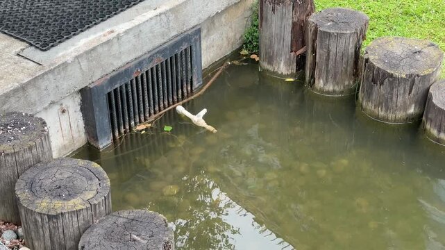 Pond water draining through iron grate, concrete outlet spilling into murky basin, wooden logs lining bank, green algae mat and scattered stones, urban drainage and maintenance atmosphere.