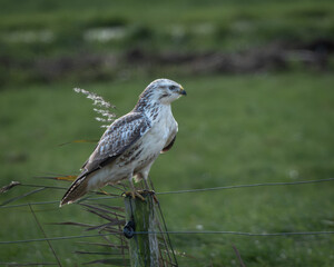 Fototapeta premium Wildlife photograph of a common buzzard descending onto a grassy field with wings partially spread and talons extended. The powerful bird of prey is captured in a dynamic hunting or landing moment