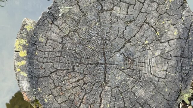 Aged tree stump cross section beside pond closeup view of thick log slice with deep radial rings, weathered gray wood, network of cracks, yellow lichen growth along rim, wet surface.