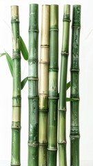 Fototapeta premium Arrangement of Green Bamboo Canes Against a White Background in Studio Light