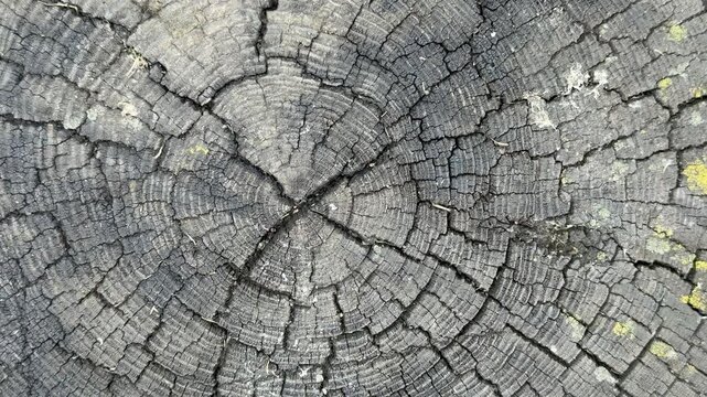 A Weathered Wood Log Cross Section showcasing distinct Natural Patterns and textures found in nature. Close-up of a beautifully cracked and weathered wood log, showcasing intricate natural textures.