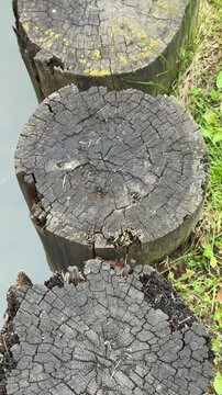 Stepping stump path along pond grass, aerial view showing row of weathered log slices driven into bank forming rustic crossing, green moss and damp soil edging calm water surface with subtle.