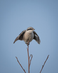 Obraz premium Great grey shrike perched on a leafless branch against a soft winter sky, surrounded by dried seed pods. The image captures the alert posture and distinctive facial mask of this predatory songbird in