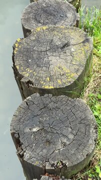 Stepping stump path along pond grass, aerial view showing row of weathered log slices driven into bank forming rustic crossing, green moss and damp soil edging calm water surface with subtle.