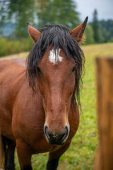 Fototapeta premium Konie, konie na pastwisku konie na padoku, konie w górach