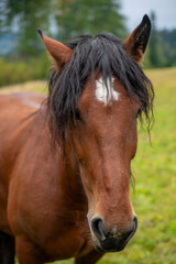 Konie, konie na pastwisku konie na padoku, konie w górach © Follow the Sun
