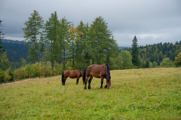 Konie, konie na pastwisku konie na padoku, konie w górach © Follow the Sun