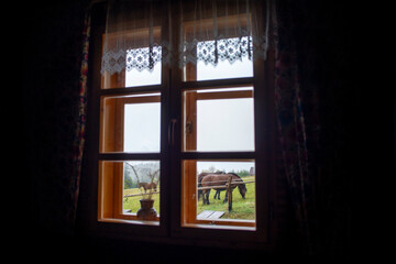 Konie w oknie, konie na pastwisku konie na padoku, konie w górach © Follow the Sun