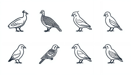 Fototapeta premium A black and white illustration of various bird species standing alone