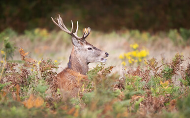  Red deer stag resting in meadow ferns