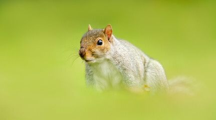 Fototapeta premium Portrait of a cute curious grey squirrel standing on green grass