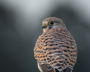 Wildlife photograph of a common kestrel resting on a wooden fence with its back toward the camera, showing finely patterned brown and rufous plumage. The small falcon sits alert in an open rural