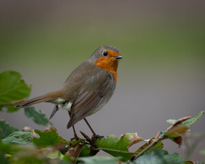 Fototapeta premium Wildlife photograph of a European robin standing on a leafy branch with soft green background and shallow depth of field. The small songbird shows its distinctive orange red breast and calm alert