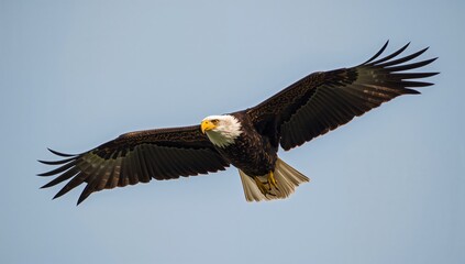 Fototapeta premium Bald Eagle Soaring in the Sky Above a Landscape in the Early Morning Light